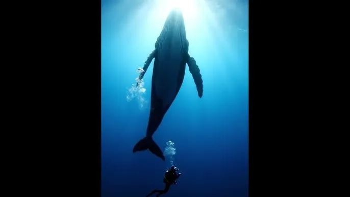 卖淫 - 深蓝星球：探索海洋深处的未知世界